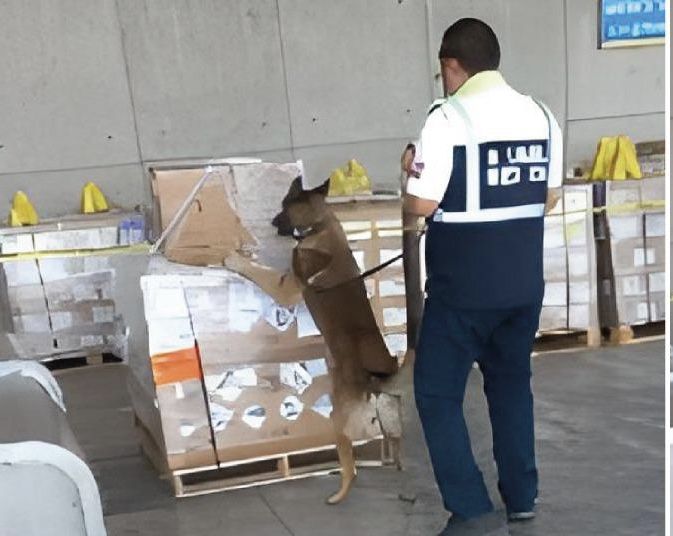 Binomio canino de aduanas México detecta media tonelada  de aparente metanfetamina en el AICM 
