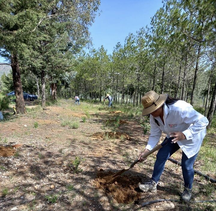 Concluye temporada de reforestación en Texcoco con la siembra de 12 mil 500 árboles 