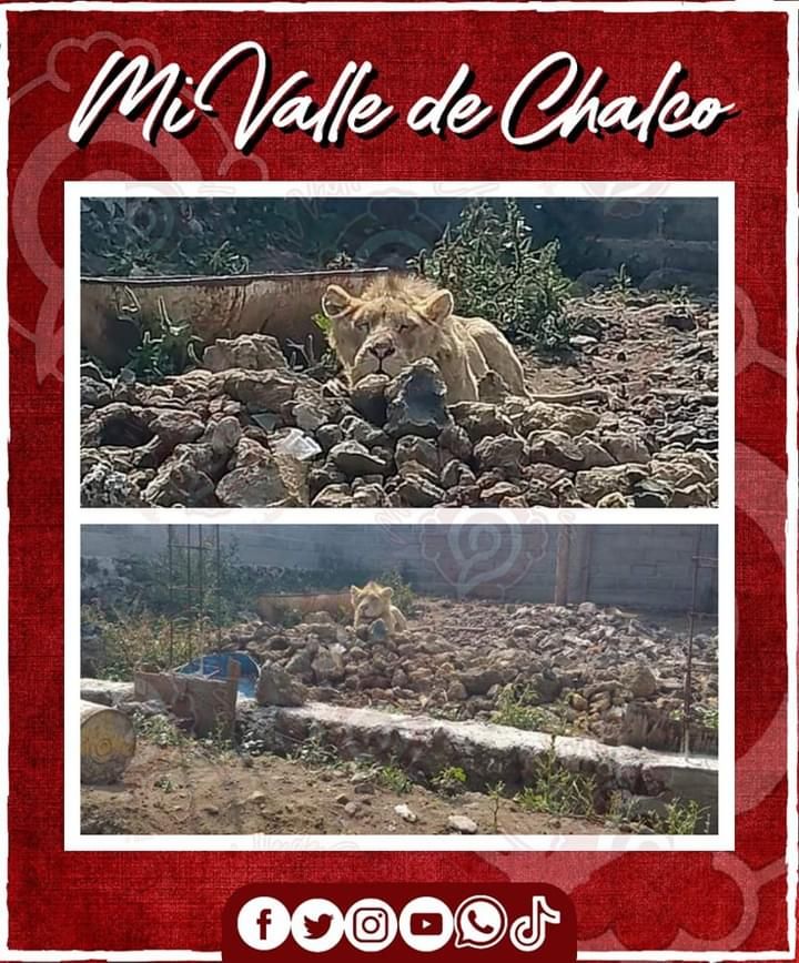 Buscaban a persona desaparecida en Chalco; hallan león desnutrido