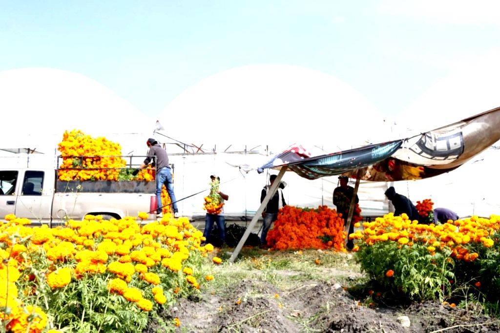 Alistan floricultores mexiquenses producto para atender demanda del Día de Muertos