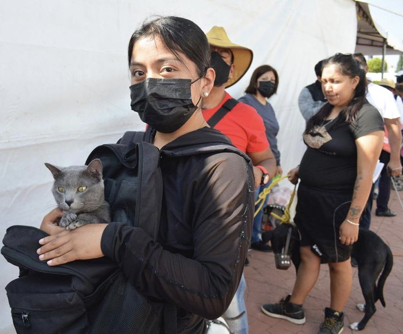 Combaten el nacimiento de más perros y gatos en Chimalhuacán con 200 esterilizaciones 