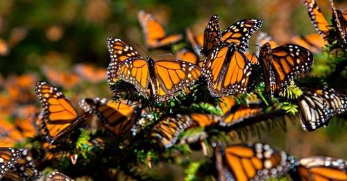 Primeros registros de llegada de la mariposa Monarca a santuarios mexicanos: Conanp