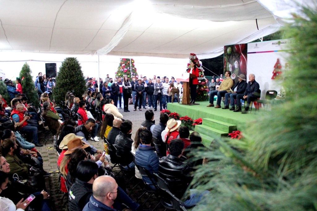 El Edoméx ocupa el primer lugar como productor nacional de árboles de navidad