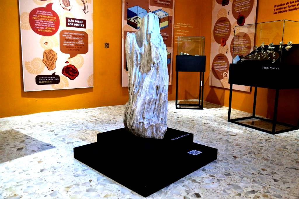 Invitan a conocer el Árbol petrificado del Museo de Ciencias Naturales en Toluca