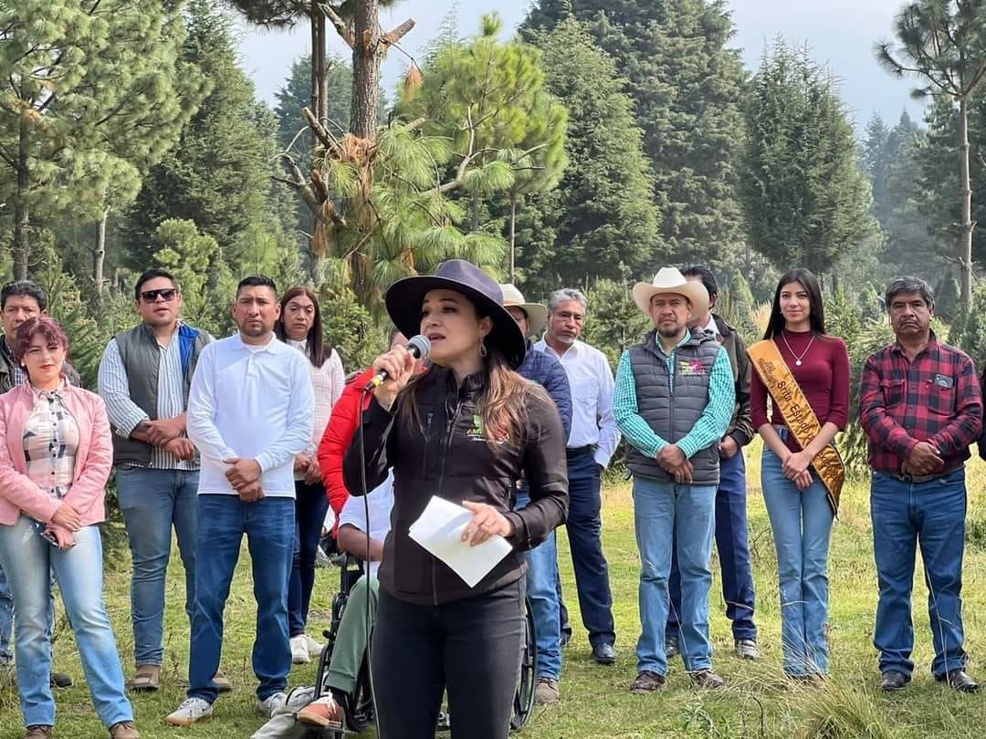 Comienza Temporada de Corte y Venta
de Arboles de Navidad en Amecameca.