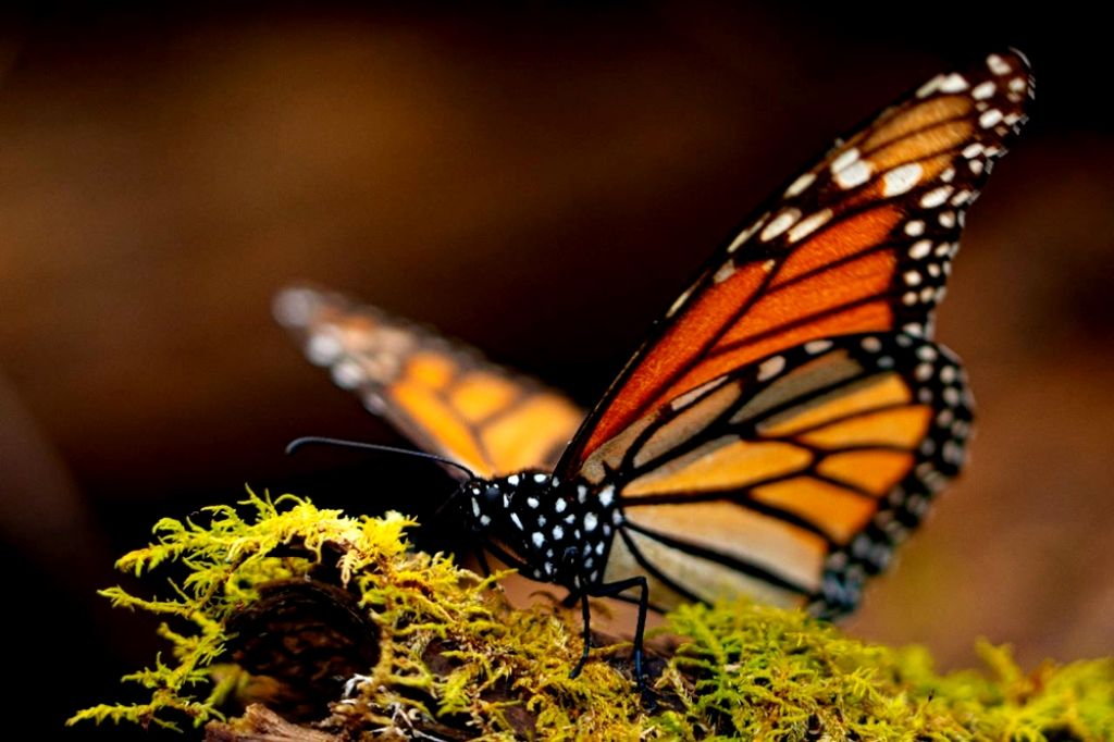 Inicia la temporada de avistamiento de la Mariposa Monarca