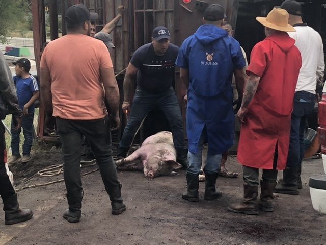 Rescatan 240 cerditos que quedaron atrapados tras volcadura de trailer en Texcoco 