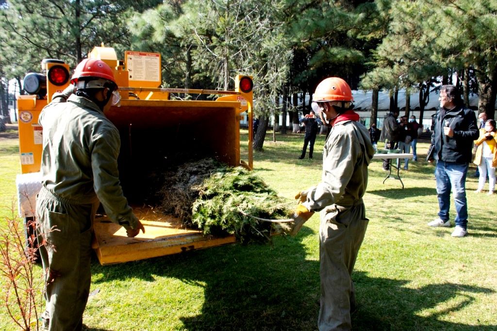 El Probosque inicia campaña de reciclaje de árboles naturales de navidad 