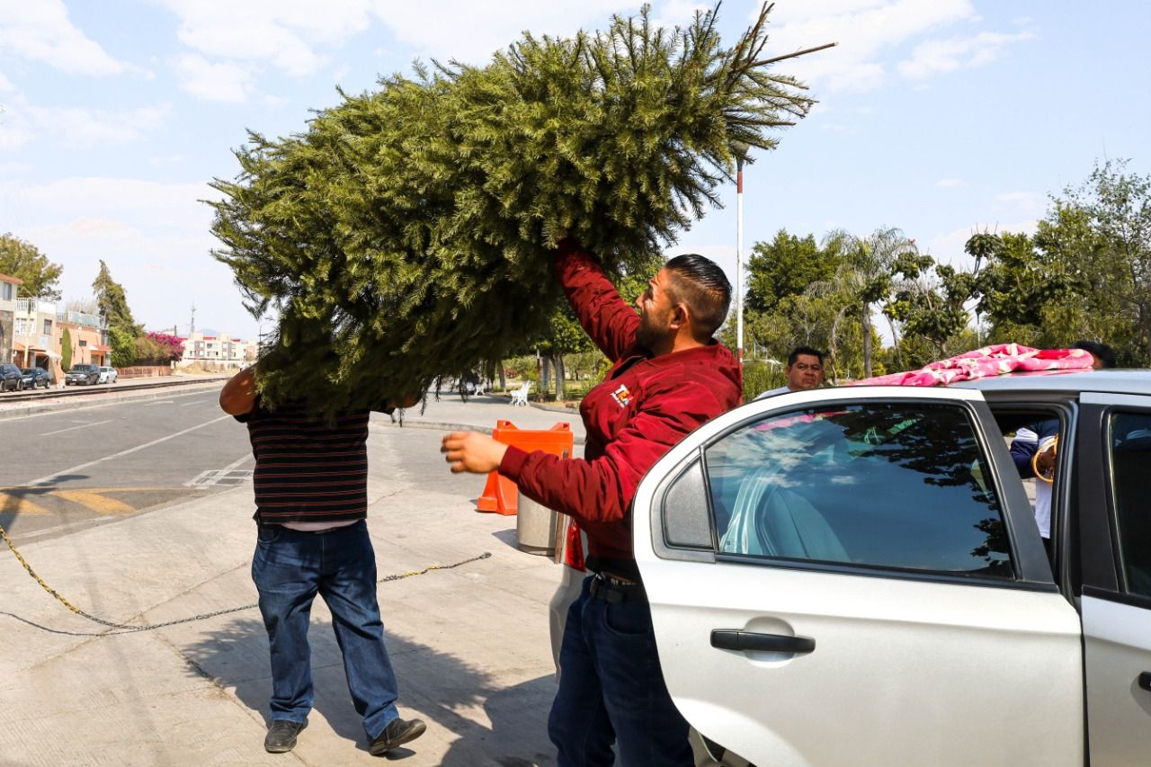 Texcoco ocupa el segundo lugar en reciclado de Árboles de Navidad en el Edomex 