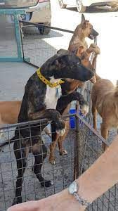 Rescatan 38 perritos en condición de abandono en predio de Zumpango