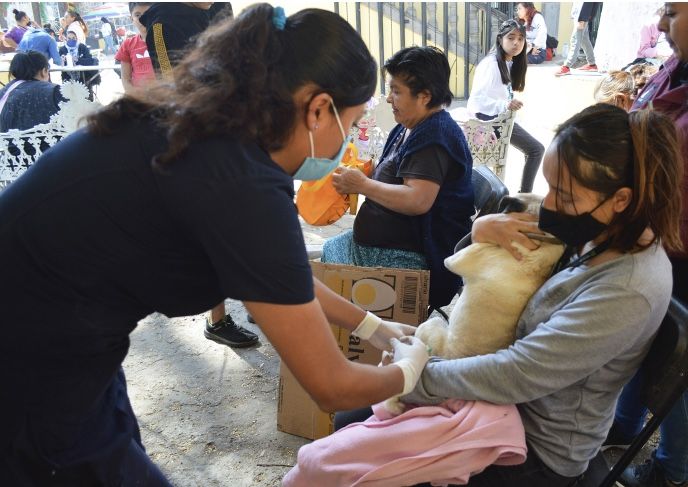 Chimalhuacán realizará diez mil esterilizaciones para reducir nacimiento de perros y gatos 
