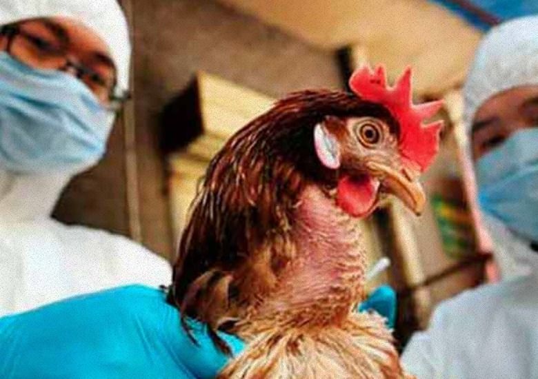Gripe aviar sigue encareciendo el huevo en los hogares mexicanos