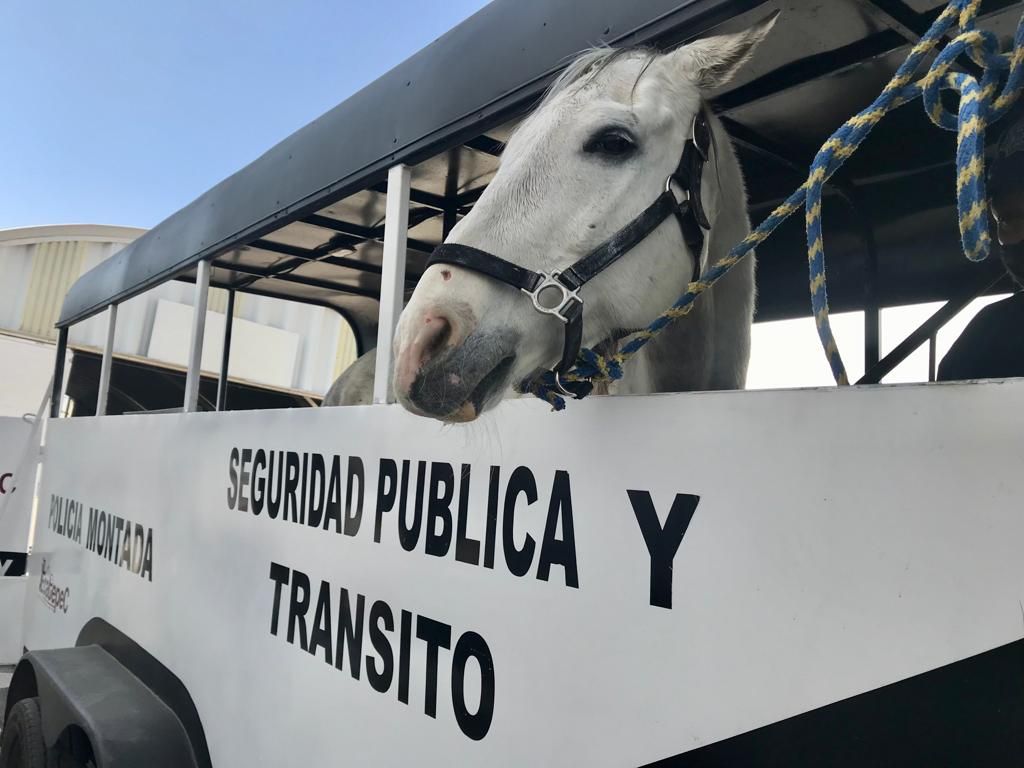 Dan retiro digno a caballos y perros de la policía de Ecatepec; los trasladan a santuarios naturales
