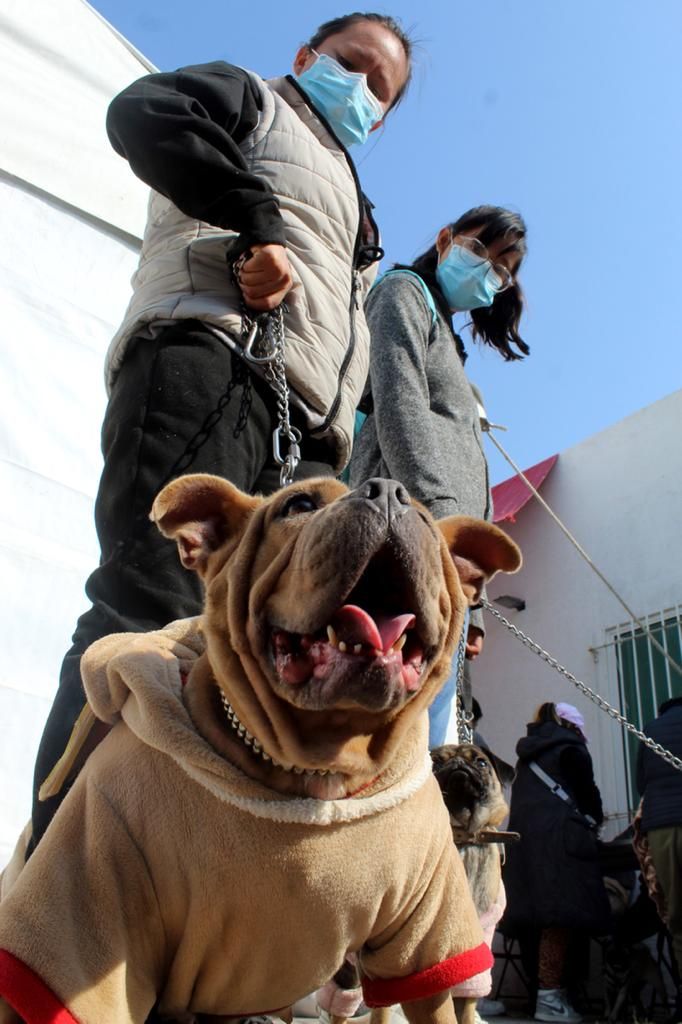 Practican cirugías a mascotas de compañía y animales de calle para controlar natalidad