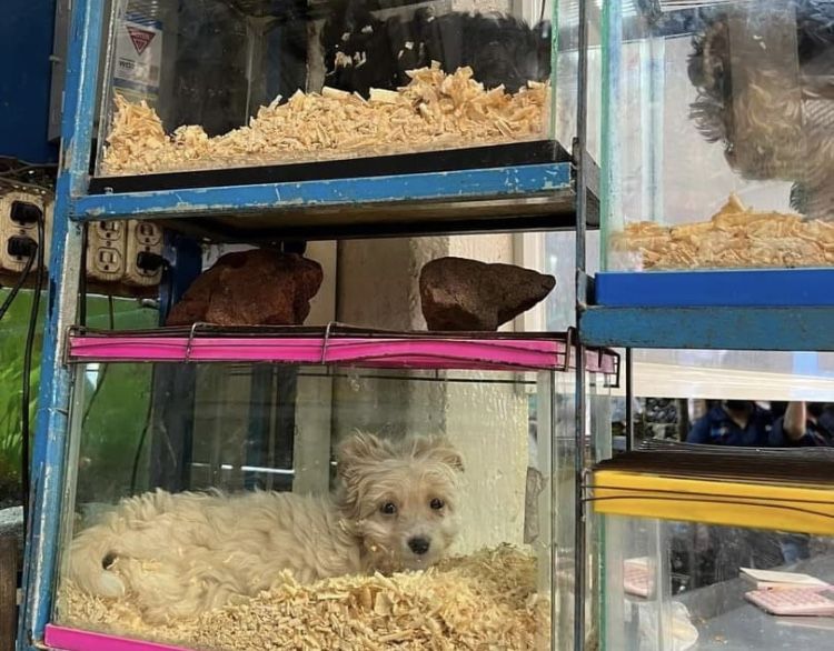 Pide la impulsora de ’Ley Olimpia’ boicot contra veterinaria en Texcoco por tener a perritos en peceras 
