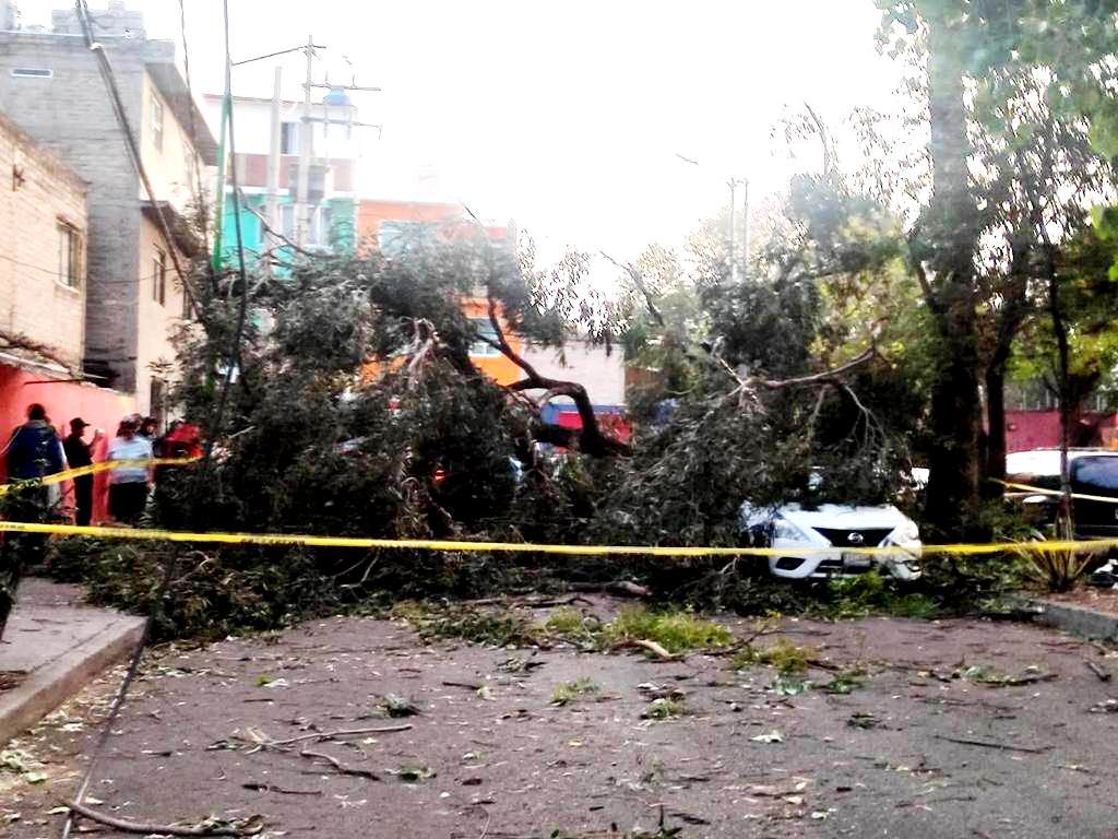 Reporta PC de Azcapotzalco saldo blanco tras caída de árboles