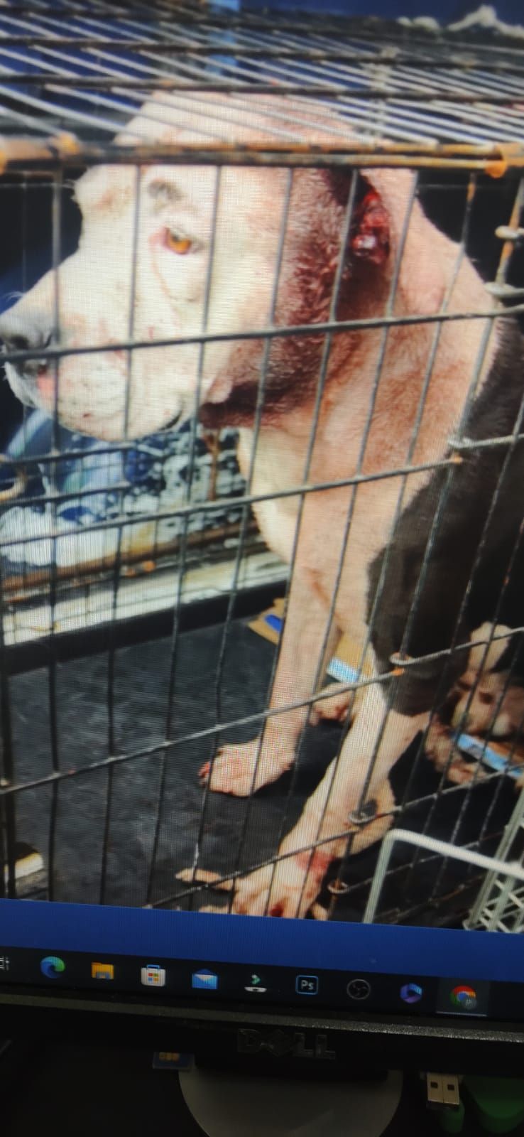 #Dos perros pitbull atacan a su dueña y la matan en CDMX