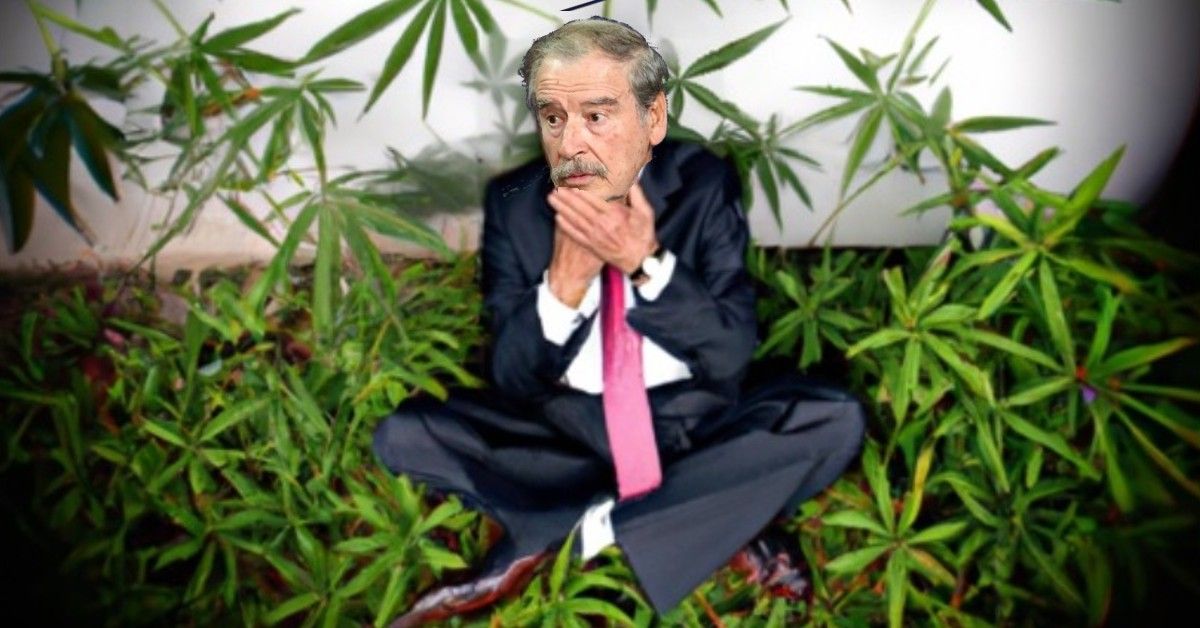 Aunque Fox lo negó, le restriegan los permisos de cannabis que le otorgó Peña Nieto