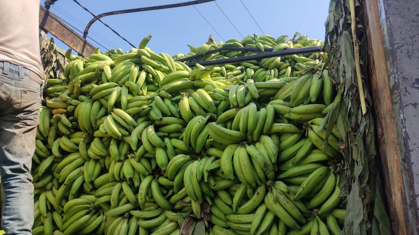 Destaca Tecpan como principal productor de plátano en Guerrero