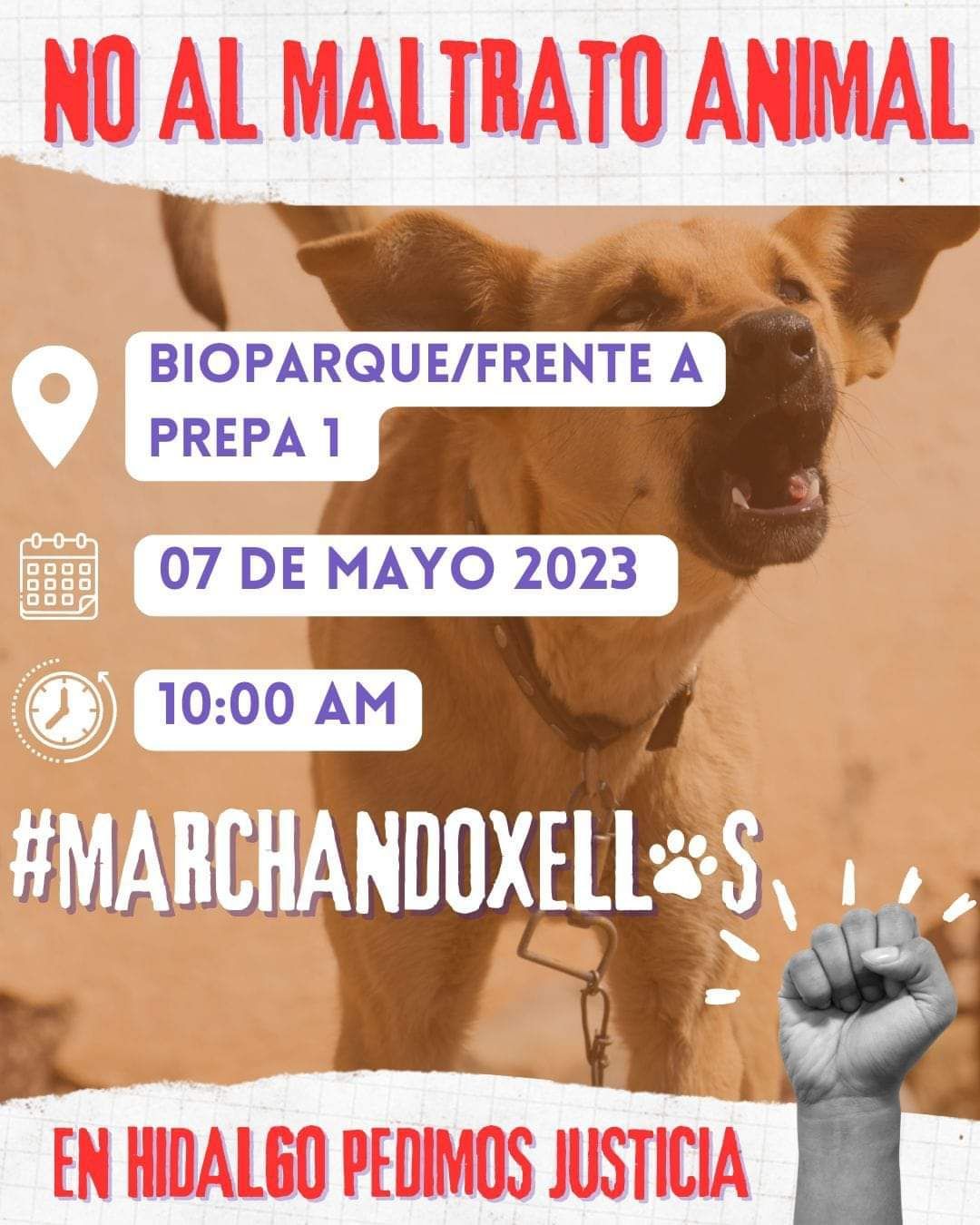 Tras muertes crueles de perros en Hidalgo, activistas realizarán marcha 