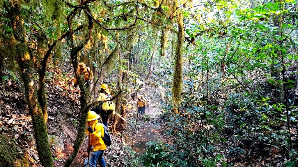 Probosque controla el incendio forestal en San Simón de Guerrero