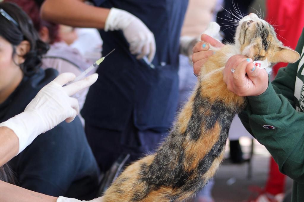 Chimalhuacán combate abandono de mascotas en la calle con campañas de esterilización 