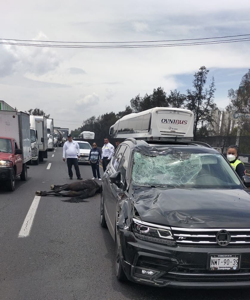 Caballo choca contra camioneta en la autopista México- Querétaro 
