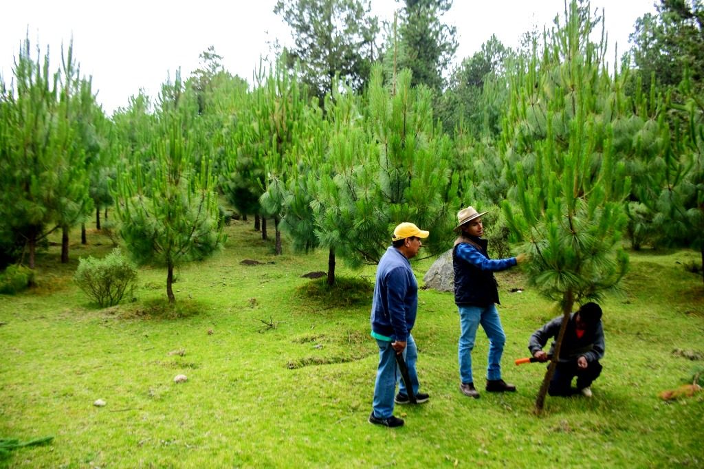 El Edoméx recupera zonas boscosas con reforestación