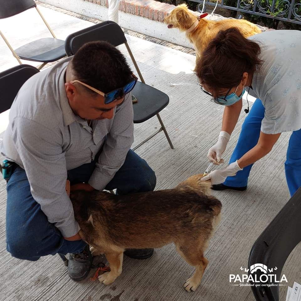 Jornada de esterilización canina y felina en el municipio de Papalotla Edomex.
