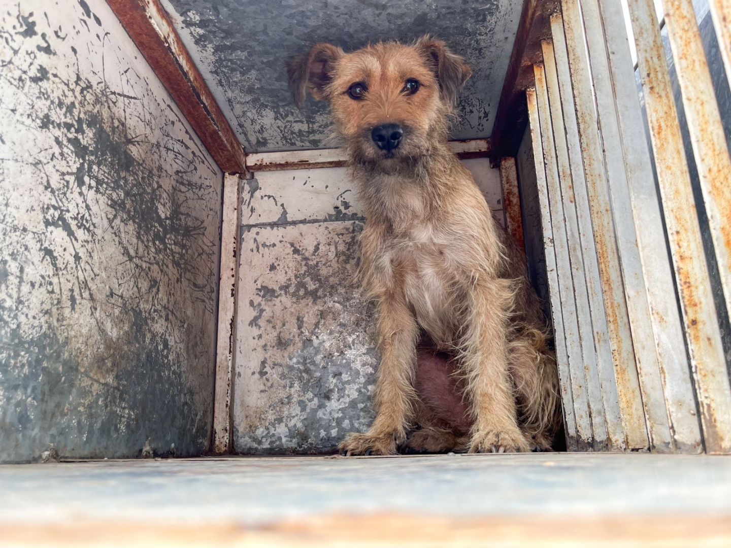 Rescatistas de Ecatepec salvan a cachorro que quedó atrapado en una tubería de dos metros de profundidad
