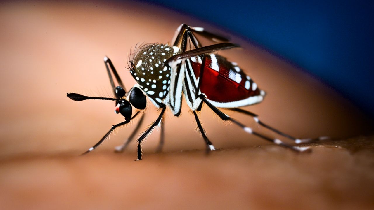 Refuerza SSH lucha contra el dengue