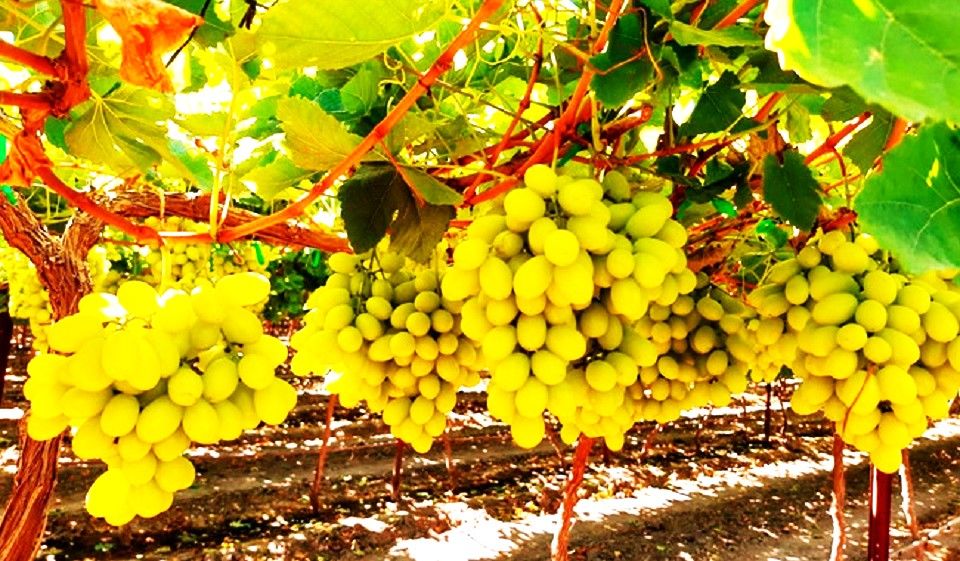 Jalisco entre los principales productores de uva de mesa