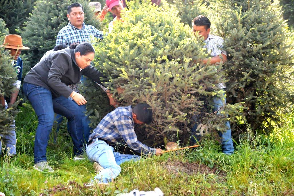 Inició la venta de árboles de Navidad, Estado de México líder nacional en su producción