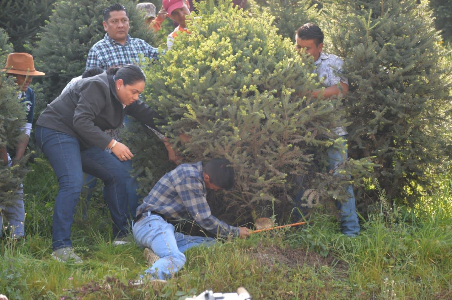 Inició la venta de árboles de Navidad, Estado de México líder nacional en su producción