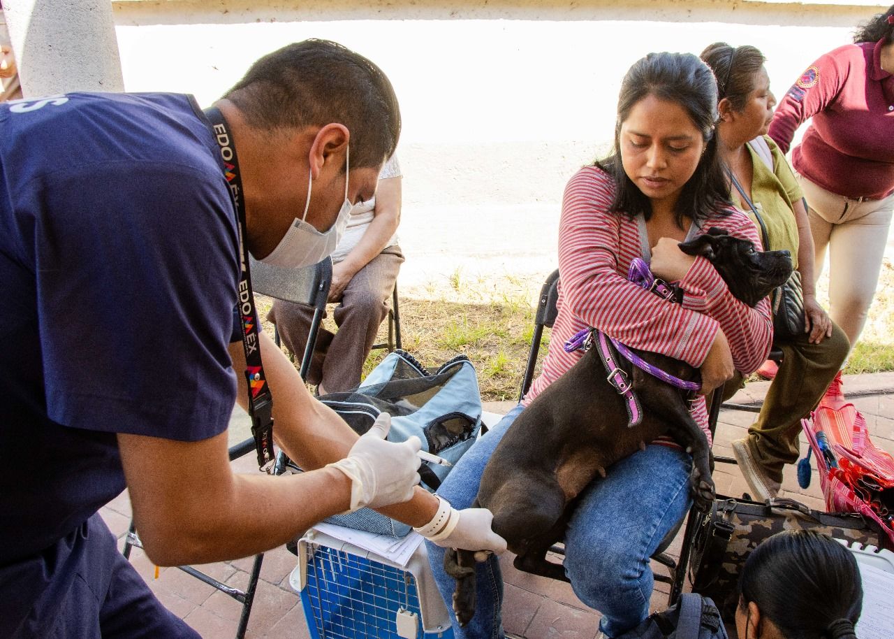 Realiza Chimalhuacán más de 10 mil cirugías con las jornadas caninas y felinas 