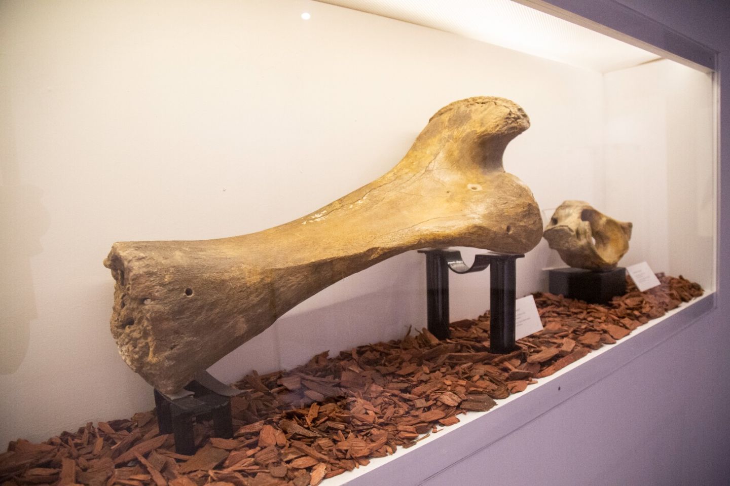 Te interesan los fósiles visita la exposición ’Fauna y Arqueología Mexiquense’ en Toluca 
