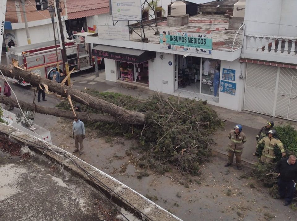 Atiende Protección Civil de Texcoco caída de árboles y un espectacular