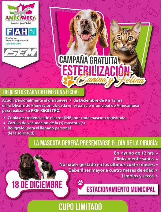 En Amecameca Campaña Gratuita de Esterilización Felina y Canina 