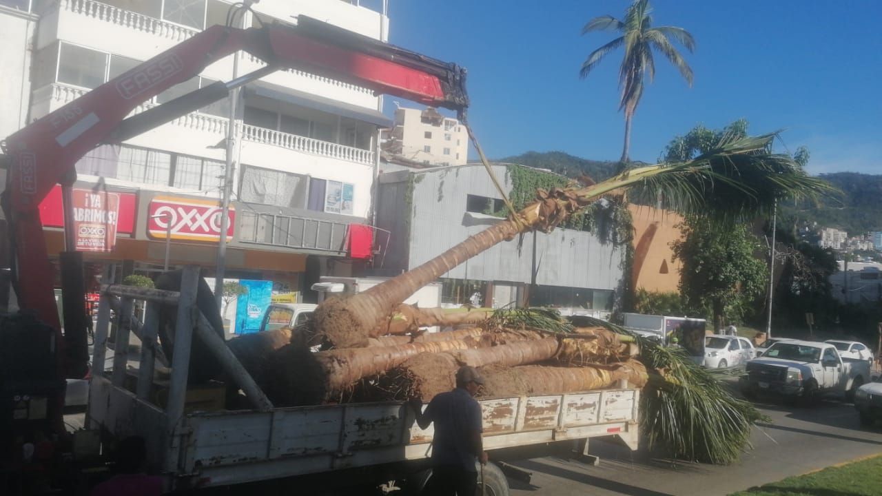 Avanza gobierno de Abelina López Rodríguez con reforestación de palmeras en Costera