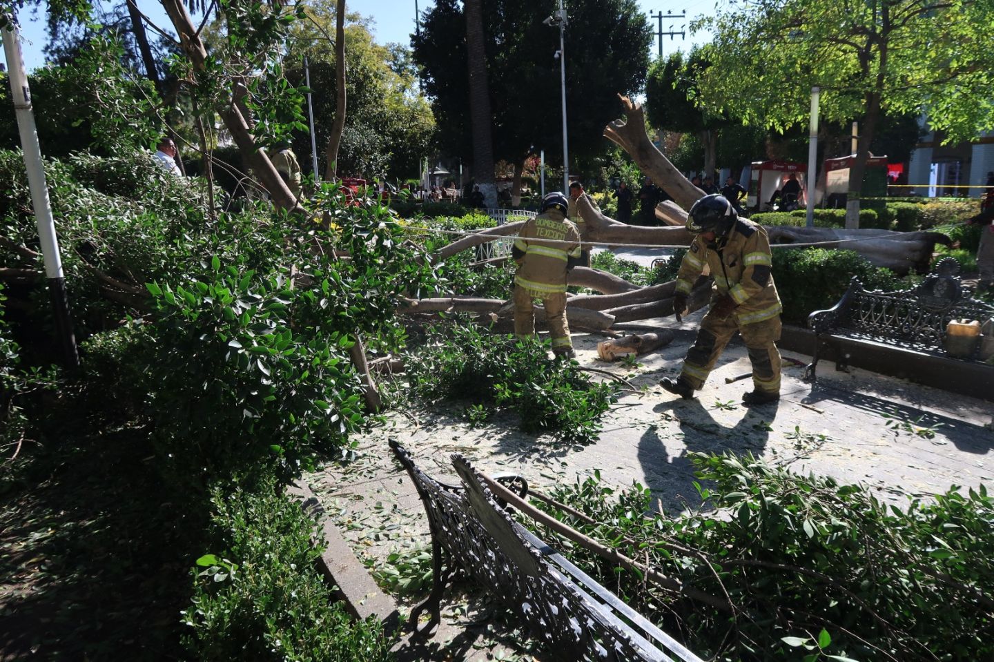 Cinco personas lesionadas por caída de árbol en jardín municipal de Texcoco 
