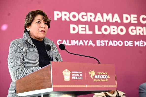 Gobernadora Delfina Gómez envía lobo gris mexiquense a Estados Unidos; incentivará la reproducción y conservación de la especie