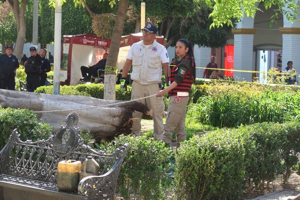 Bomberos de Texcoco Atienden Emergencia por Caída de Árbol en Jardín Municipal