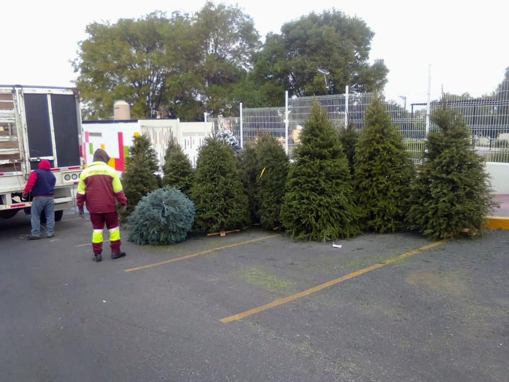 Gobierno municipal instala 17 centros de acopio de recolección de árboles navideños