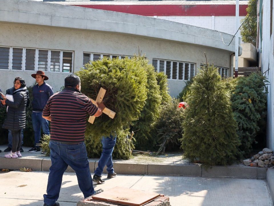  Inicia acopio de árboles de navidad en Texcoco