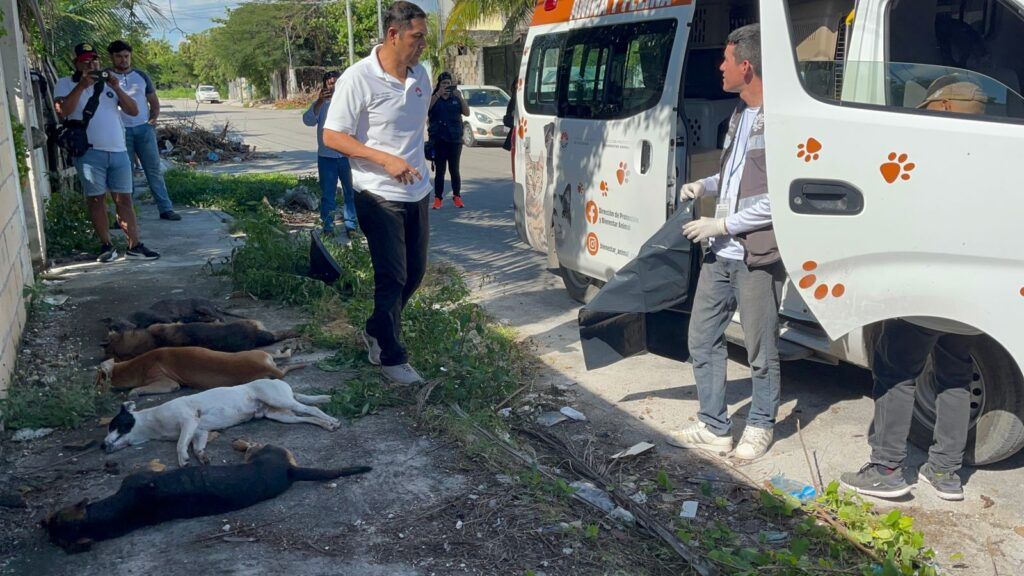 ¡Justicia! Encuentran 7 perros envenenados en calle de Cancún