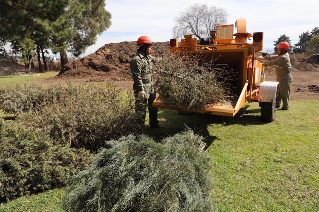 Inicia Probosque campaña de reciclaje de árboles de navidad naturales 