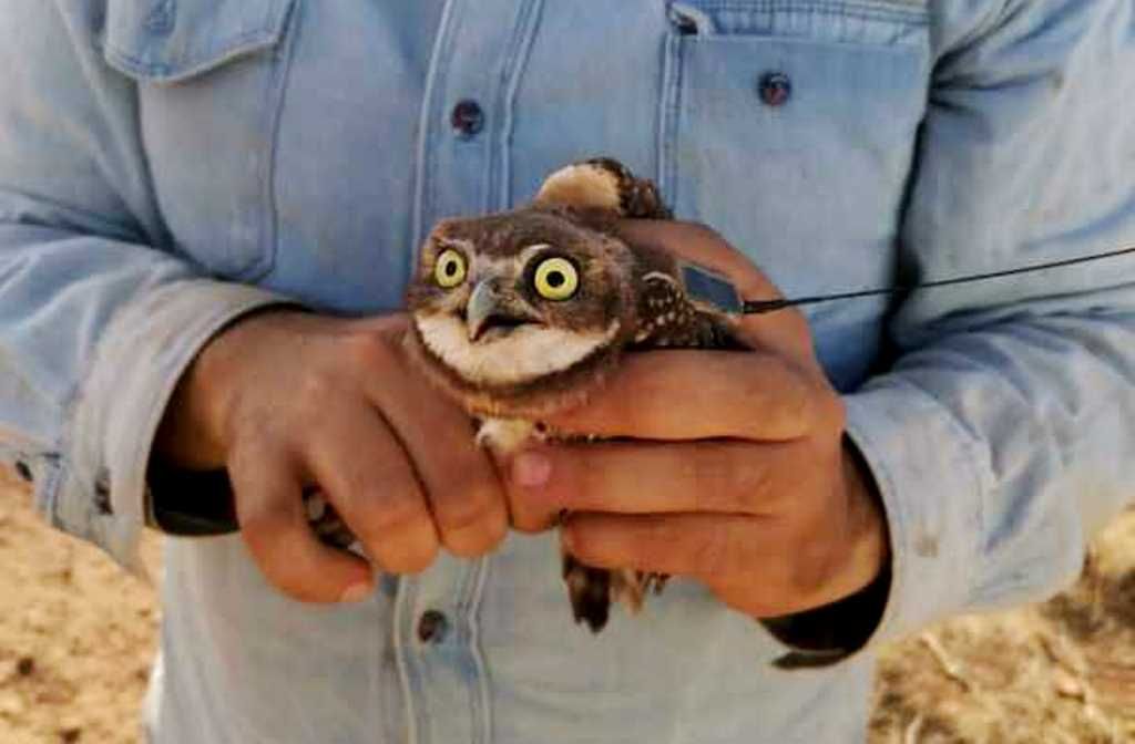 Movements and Natal Dispersal of Western Burrowing Owls