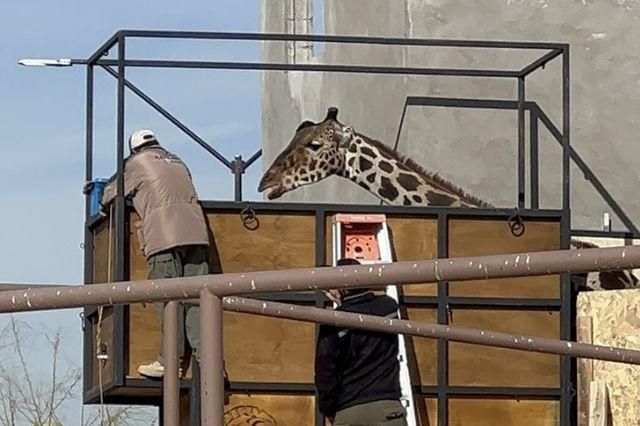 Jirafa "Benito" hace parada en Durango, va rumbo a Africam Safari en Puebla