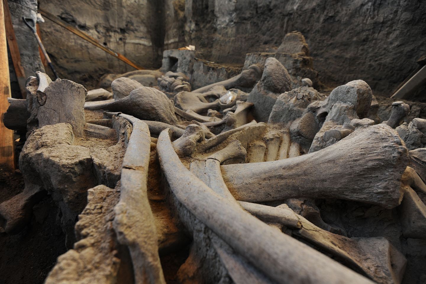Abrirá museo de mamuts de Tultepec en segunda mitad de 2024
 