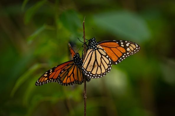 Enero Mes del Aniversario del Descubrimiento de La Mariposa Monarca en el Estado de México